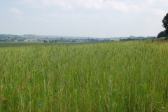 Blühstreifen aus Regio-Saatgut mit Getreide